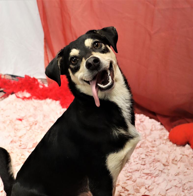 Fayetteville animal services adoption search results