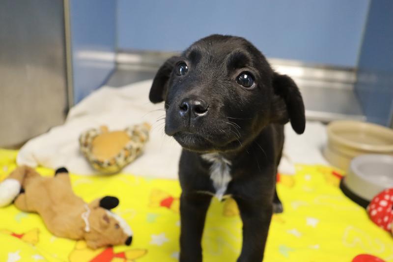 Fayetteville animal services adoption search results