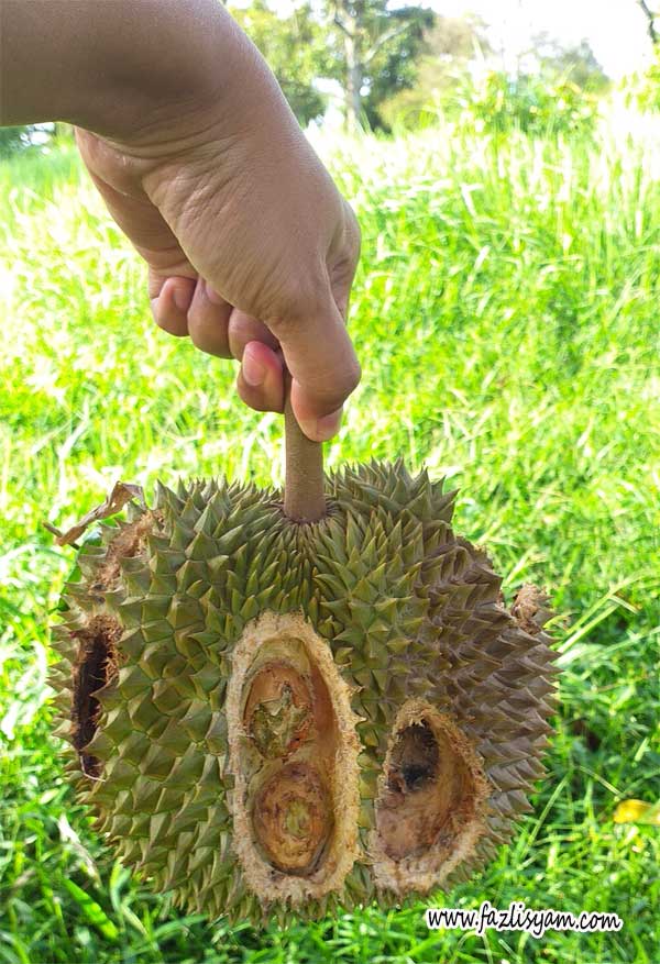 Durian di makan tupai