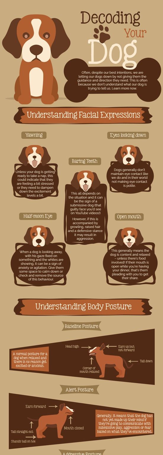 Decoding Your Dog Raise Your Brain - High Quality Full HD Mountain Backgrounds | Free Download