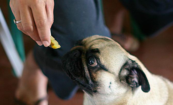 Boksör. Cins, karakter, bakım, hastalık, fotoğrafın tanımı. Pug resimleri. Köpek cinsi pug'un tanımı ve cinsin bakımı Köpekli bayan
