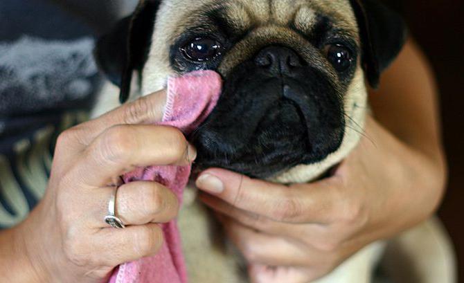 Boksör. Cins, karakter, bakım, hastalık, fotoğrafın tanımı. Pug resimleri. Köpek cinsi pug'un tanımı ve cinsin bakımı Köpekli bayan
