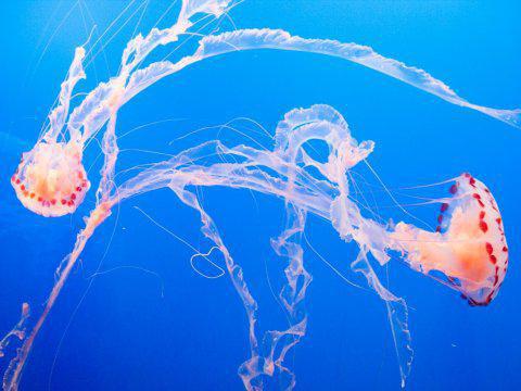 К чему снятся обитатели моря? К чему снится море