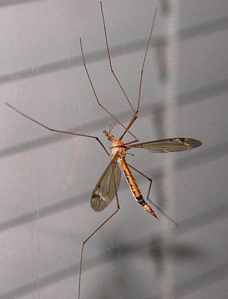 Muha Insect Struktura tijela muhe. Red Diptera: opće karakteristike, predstavnici ...