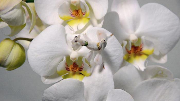 Фото 21: Орхидейные богомолы. Орхидейный богомол…