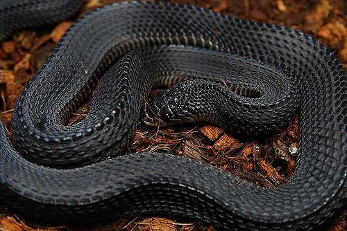 Фото: Семейство гадюковые змеи (Viperidae). Игольная…