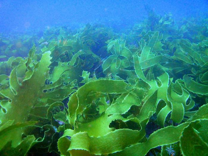 Фото 12: Что полезно кушать из морепродуктов. Морские…