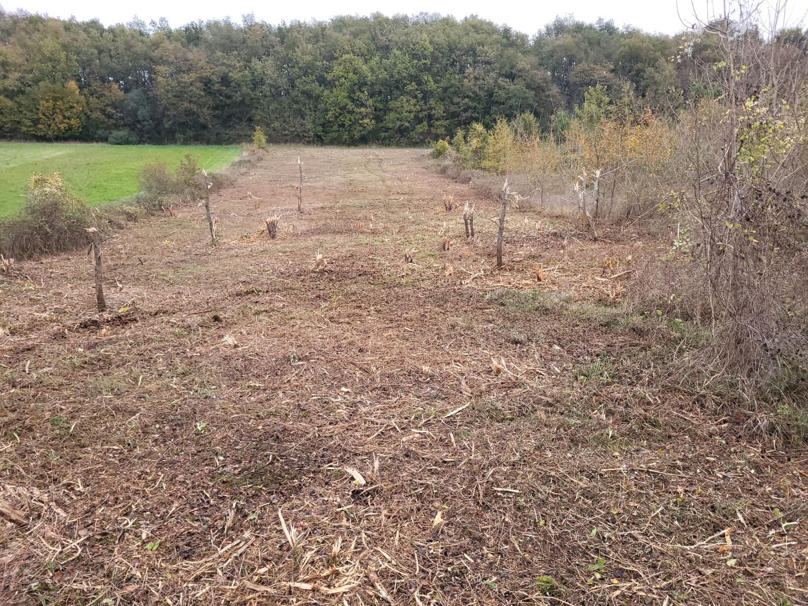 Broyage forestier -2