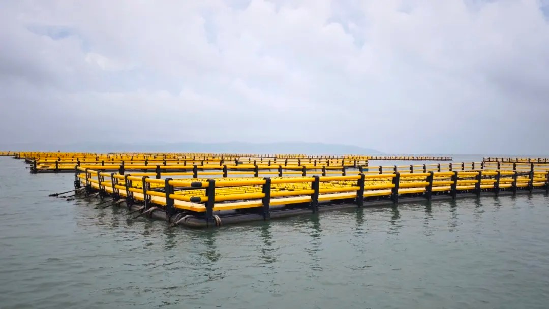 FBR POWERESTER® polyester ropes applied in marine aquaculture operation.