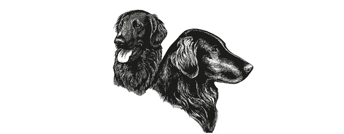 flat coated retriever breed standard