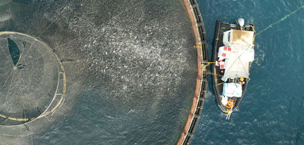 Subsidiaries Fdo - Best Light Backgrounds in Desktop