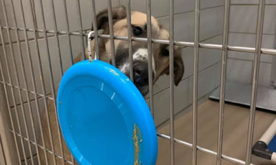 Reduce stress in shelter pets with fear free. Fear Free Shelter Program Reduce Stress In Shelter Pets