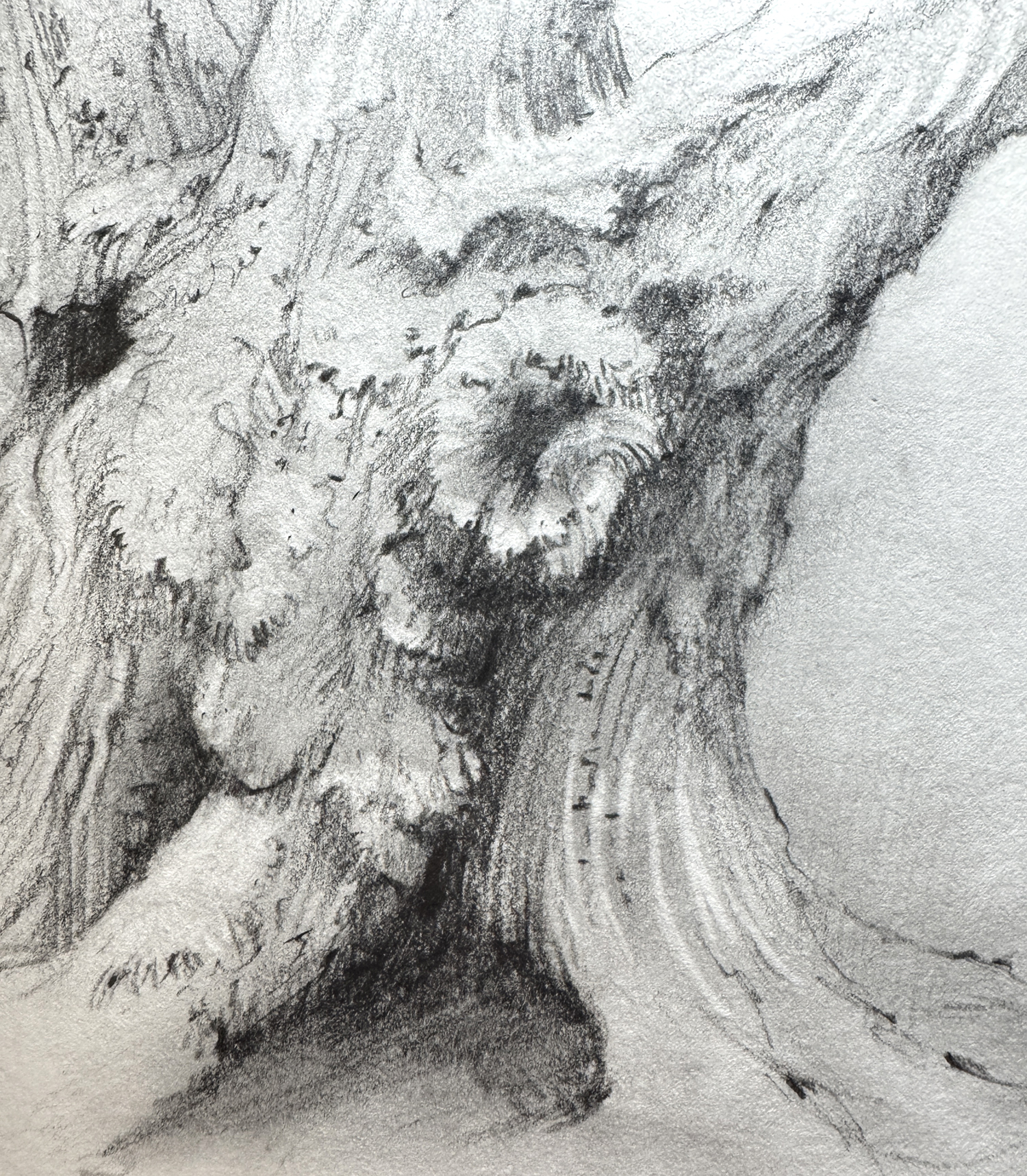 graphite tree drawing sarah burns