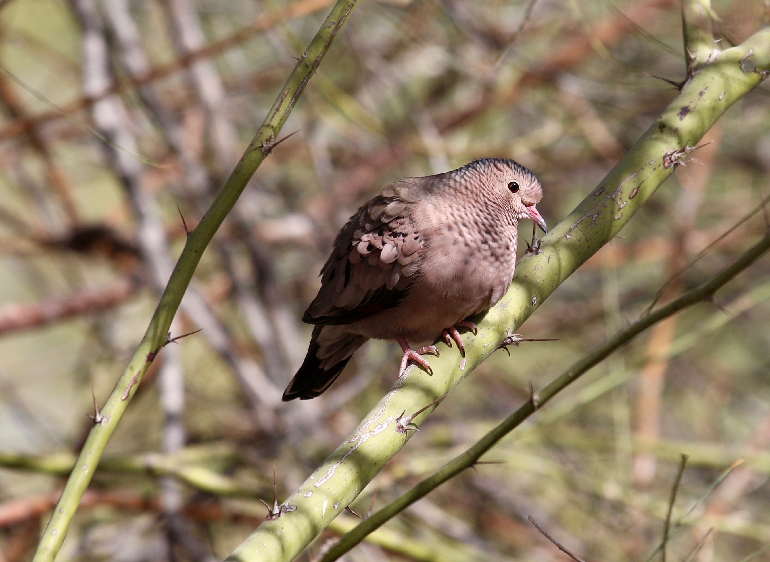 First lifer of 2018: Common Ground-Dove