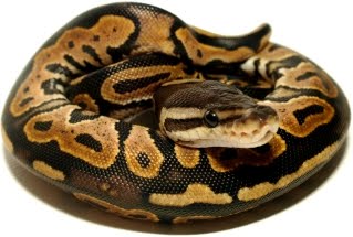 A Pastel Ball Python Pretty Featured Creature - Vintage Wallpaper Collection - High Resolution Quality