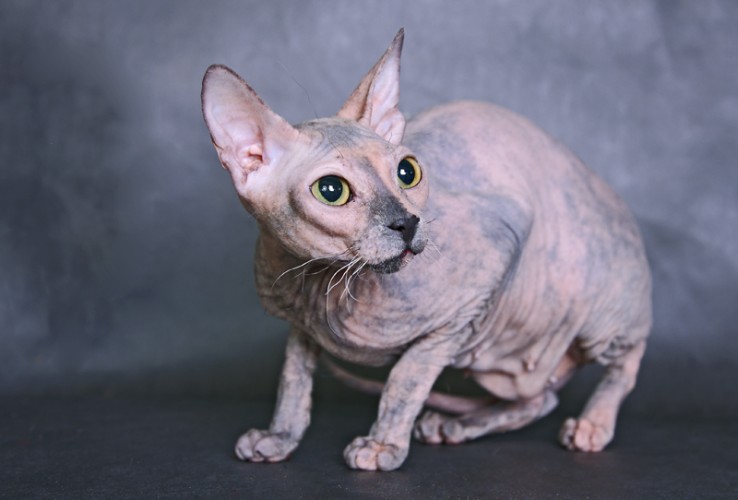 6 strange breeds of hairless cats