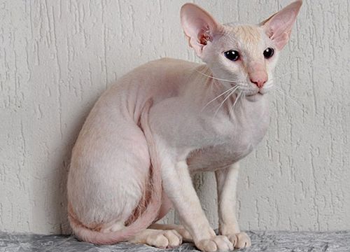 6 strange breeds of hairless cats