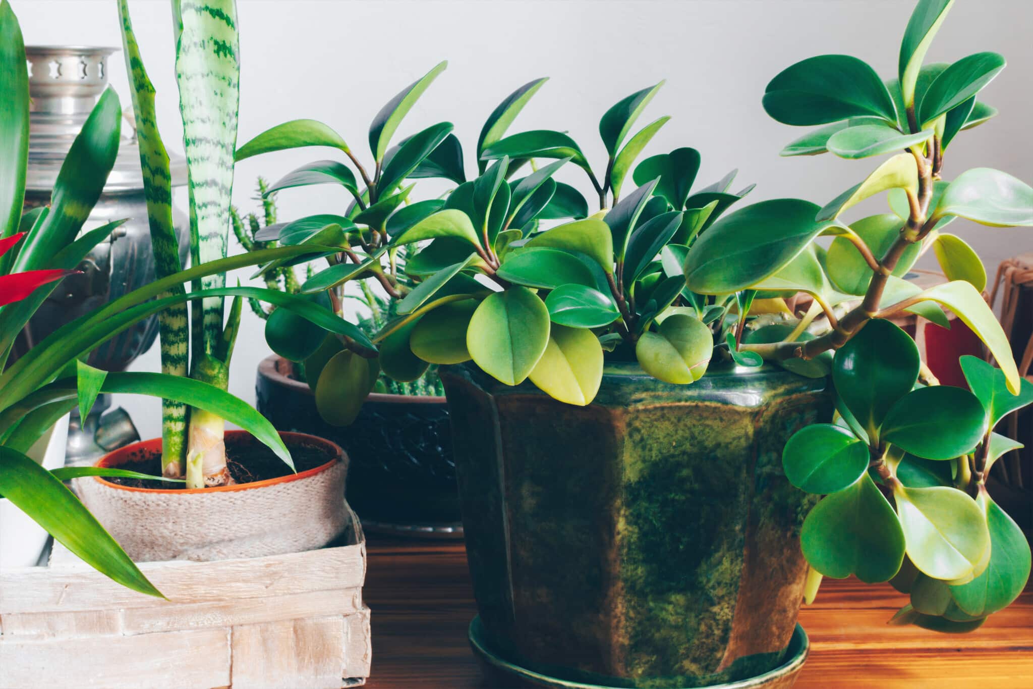 Likewise, for areas drenched in sun, plants like bonsai or fiddle . Best Indoor House Plants Perfect For Beginners Fed Fit
