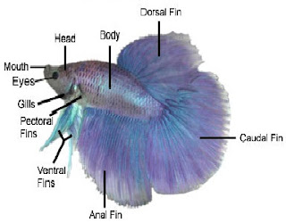 Berilah makan ikan kutu air atau pun cuk yang sudah disaring. Cara Memilih Ikan Cupang Kontes Mata Air Ibu
