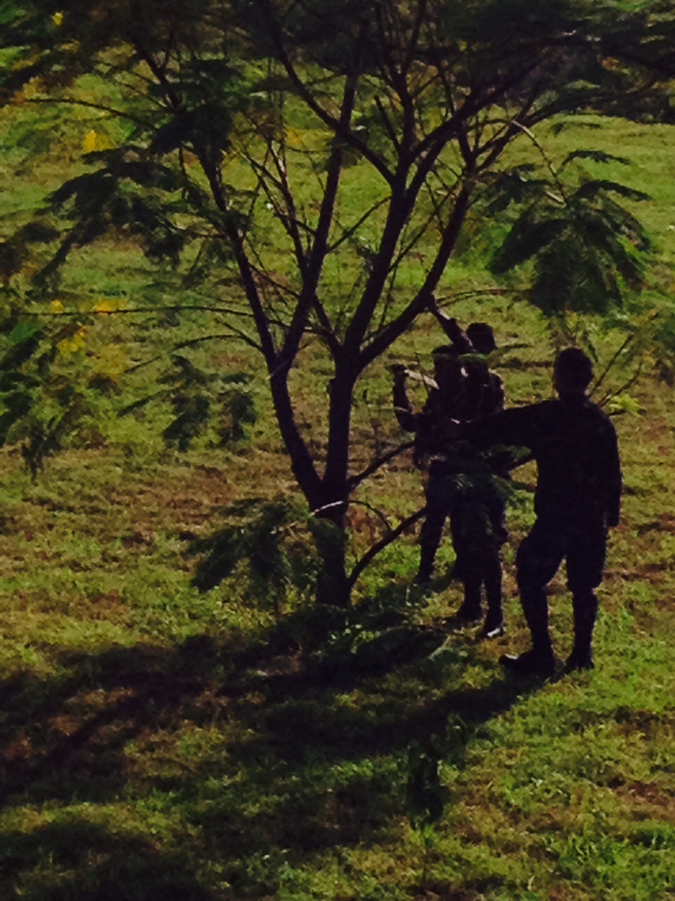 2014 Thousands of Indigenous Trees Planted Along Philippine National ...