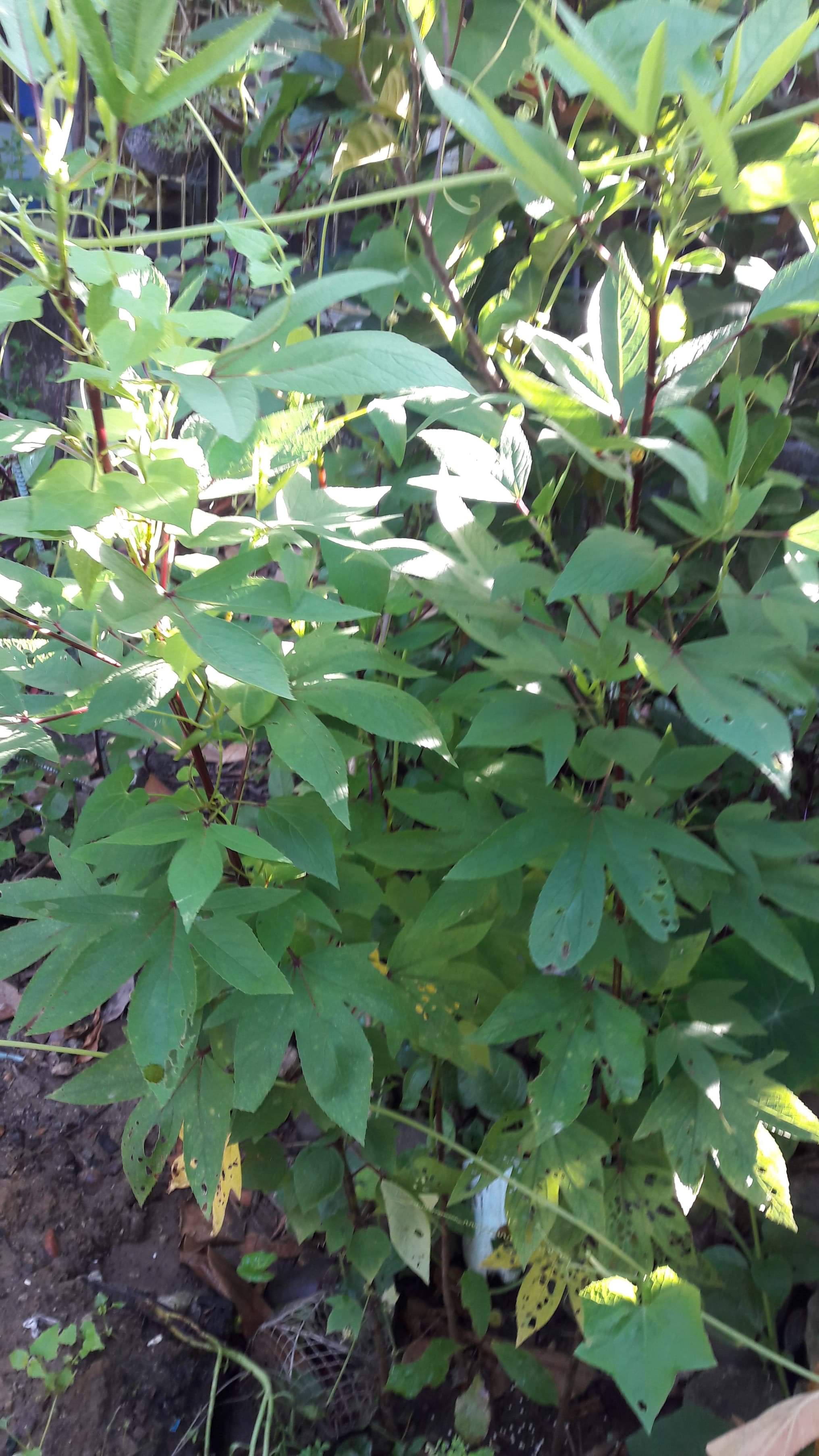 received_557017375041234