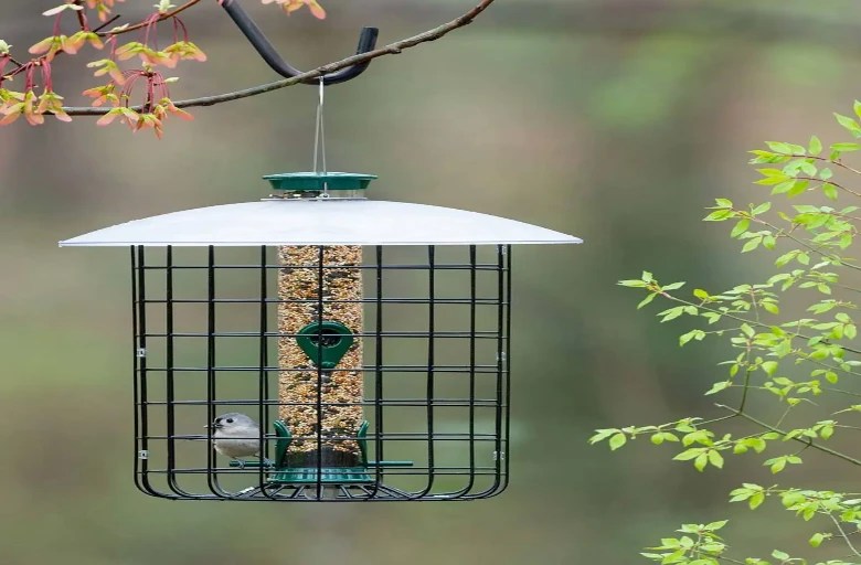 Comprehensive guide for guardian feeders to protect avian dining
