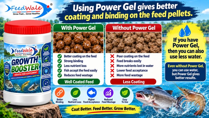 FeedWale Growth Booster for Faster Fish Growth