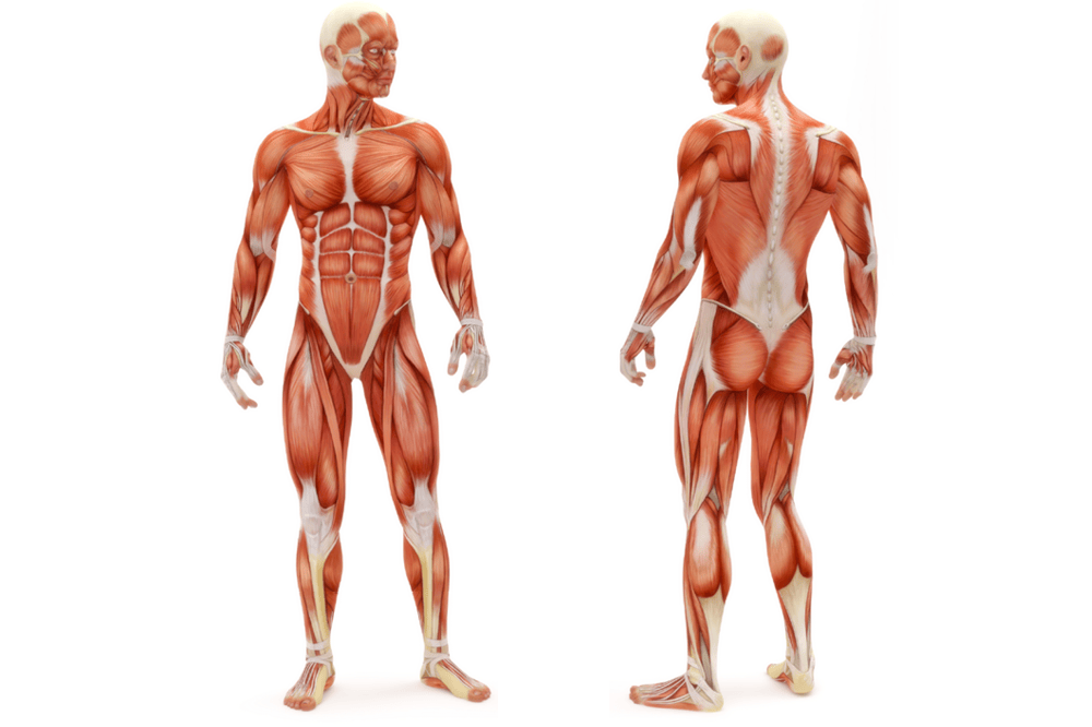 Anatomie