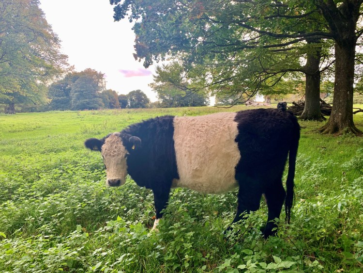 belted galloway