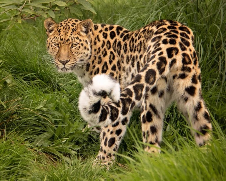 Comparing the climbing abilities of leopards and jaguars