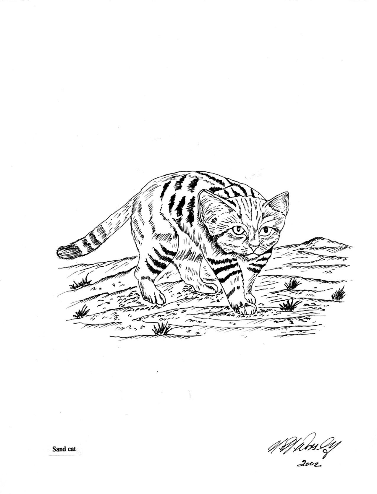 Wild Cat Coloring Pages : Wild Cats Coloring Pages Coloring Home