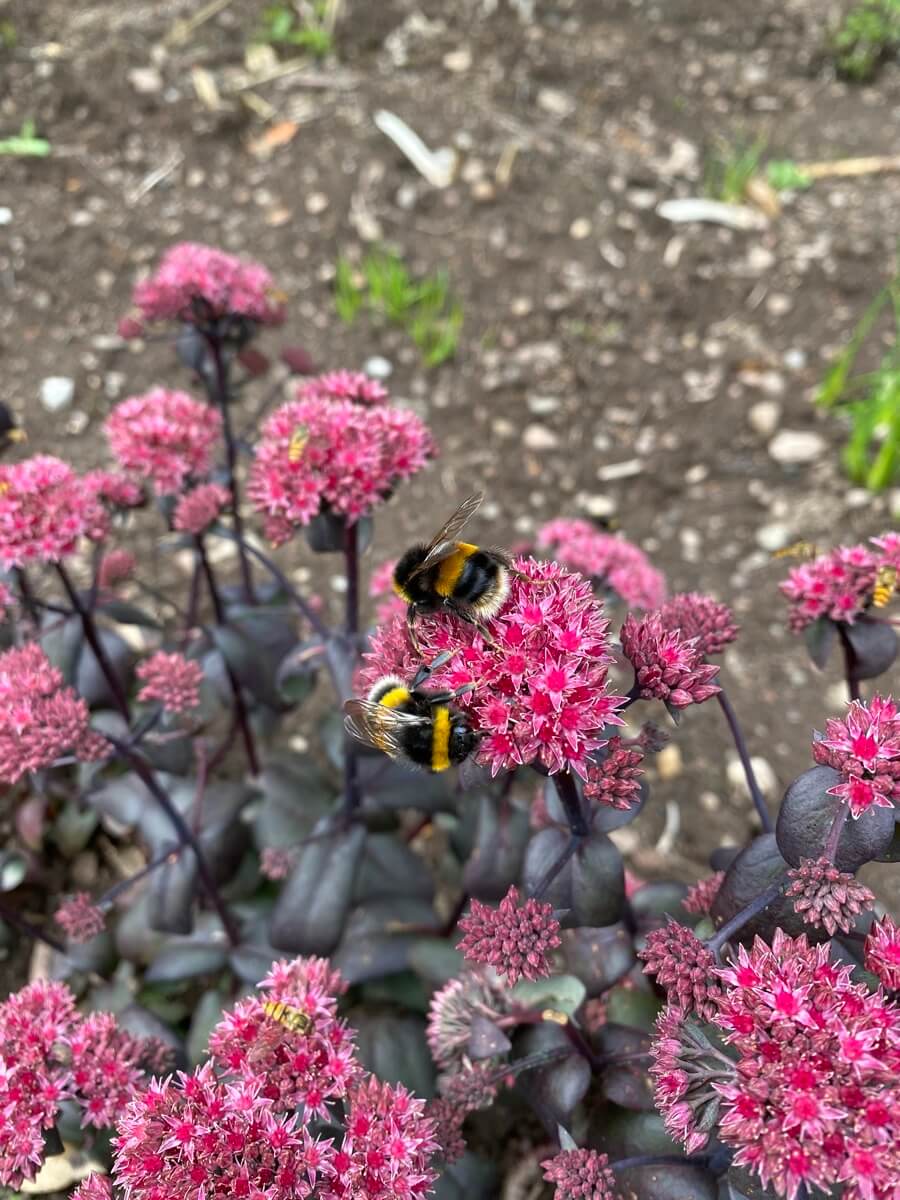 A bee collecting pollen on a flower