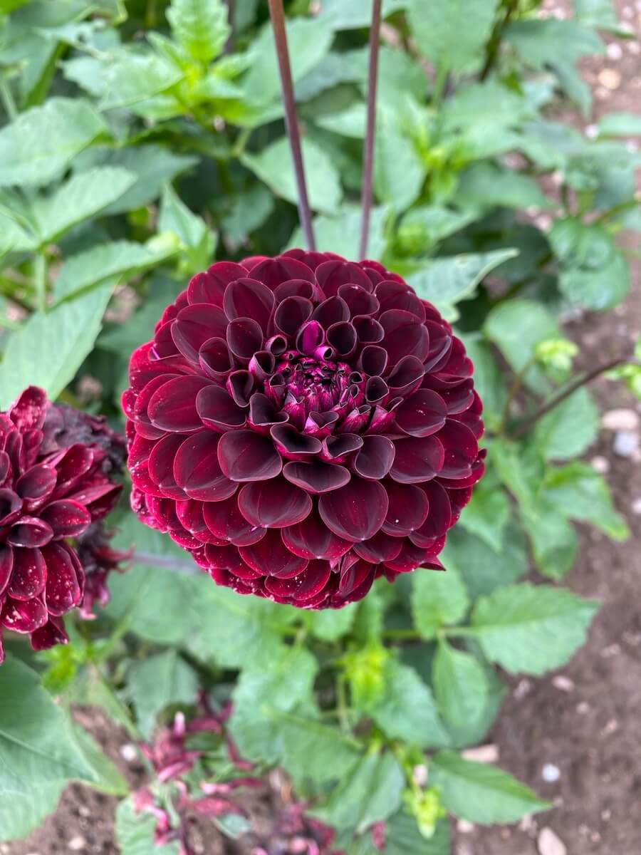 A beautiful dark red flower