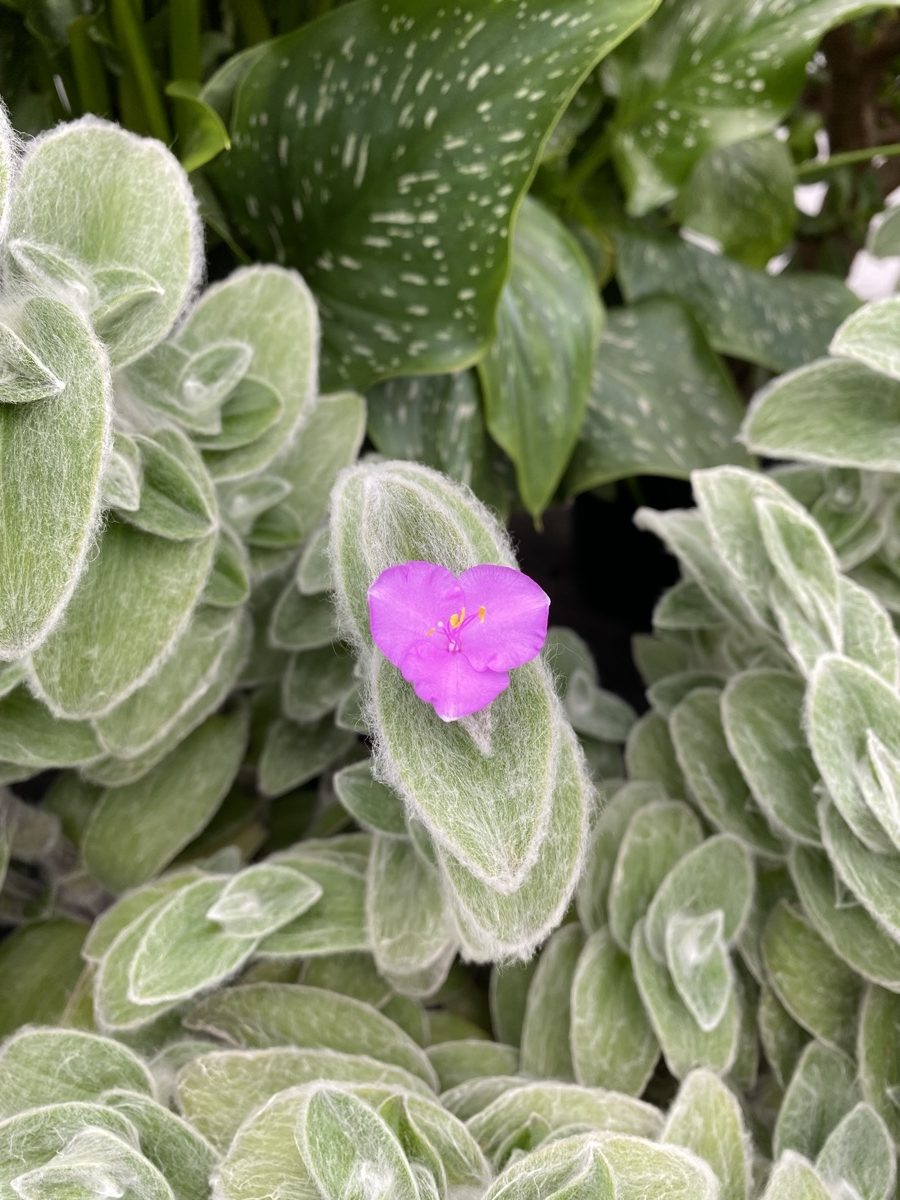 A fuzzy plant with with a pink flower on top