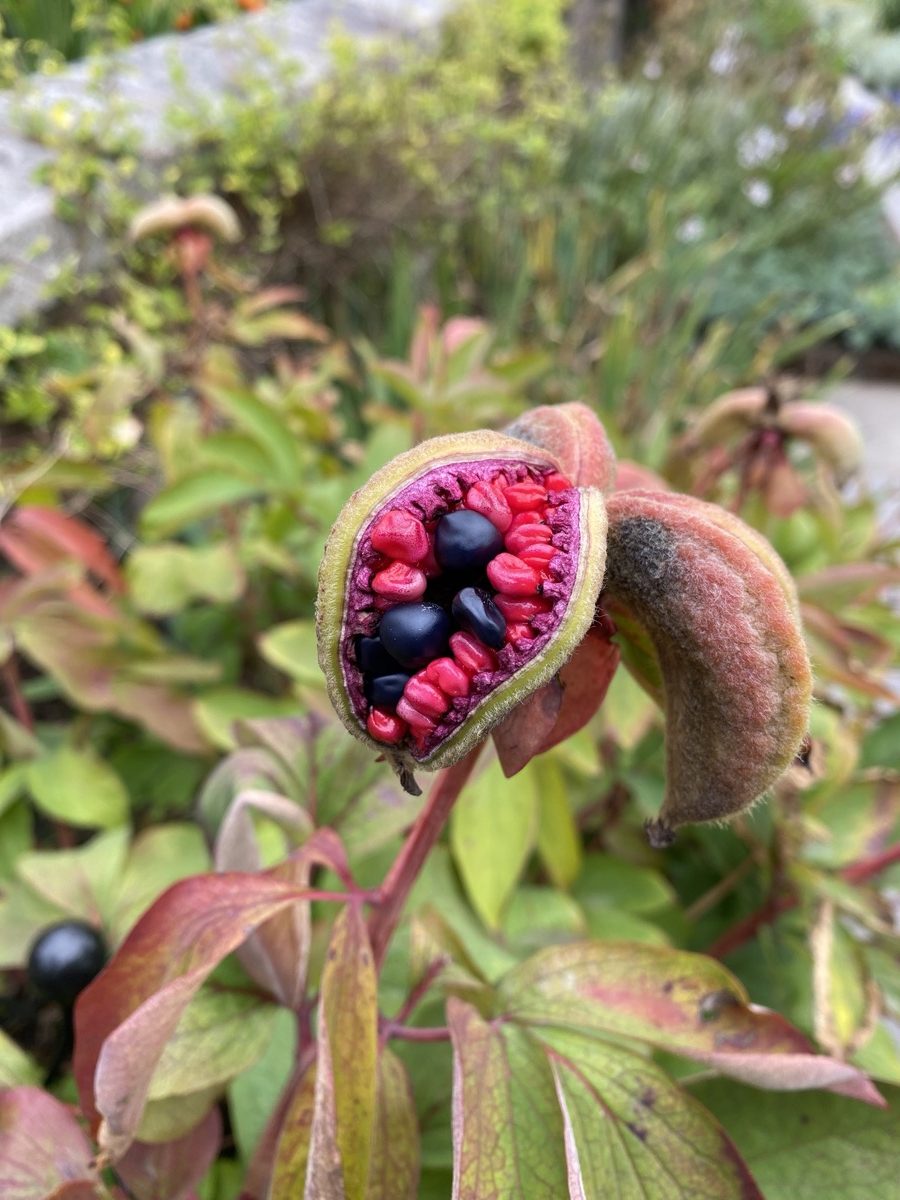 A plant that looks suspiciously like female intimate parts, if they'd been exposed to game rays or something