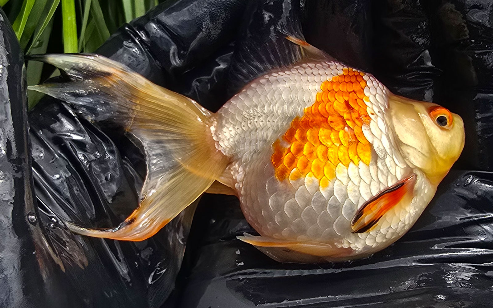 Fantail (12cm+)