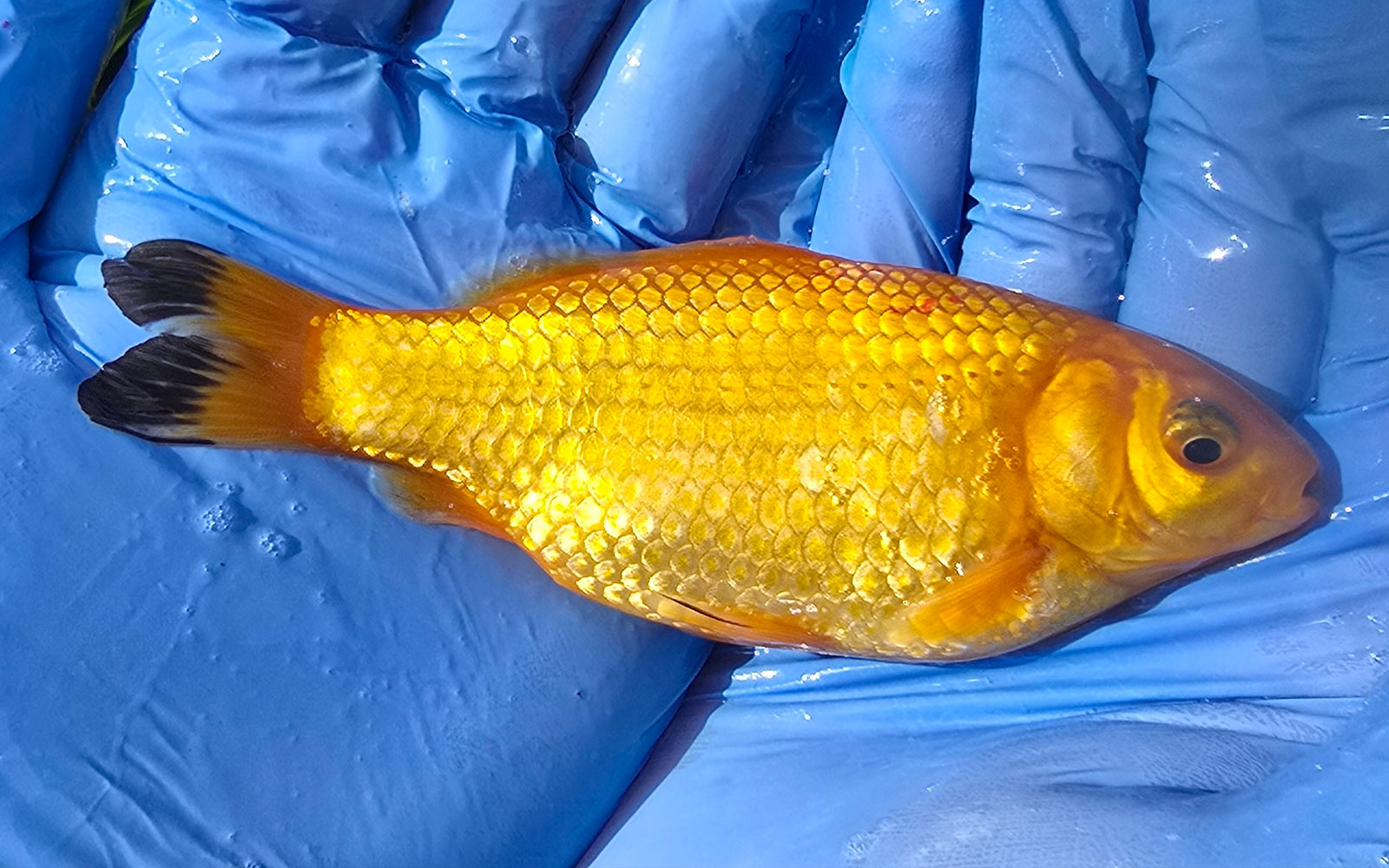 Marigold (12cm+)