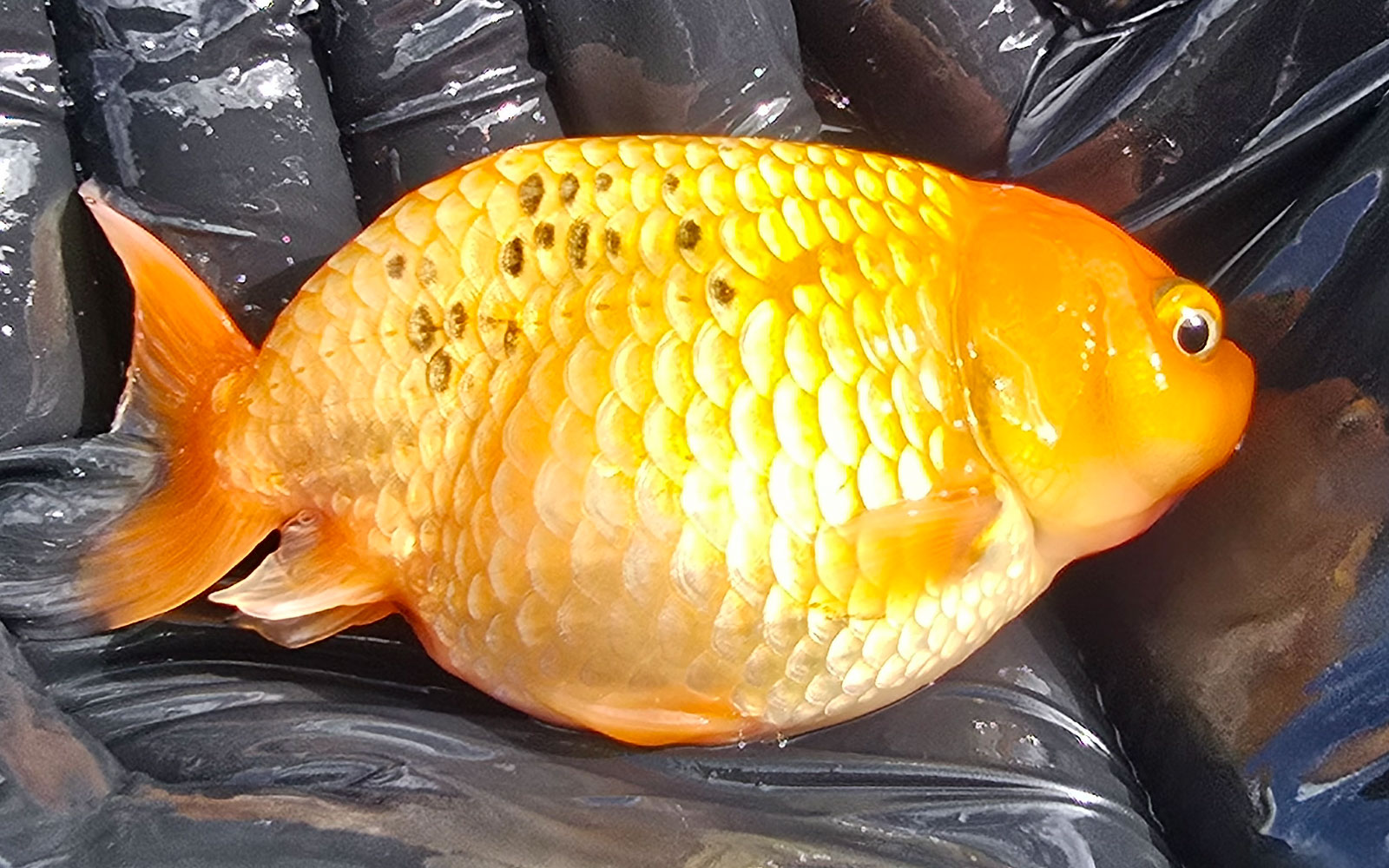 Ranchu (12cm+)