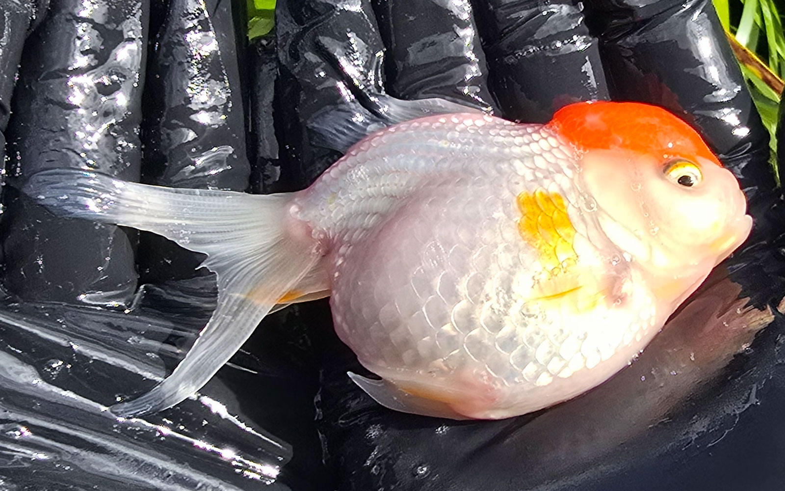 Red Cap Oranda (12cm+)