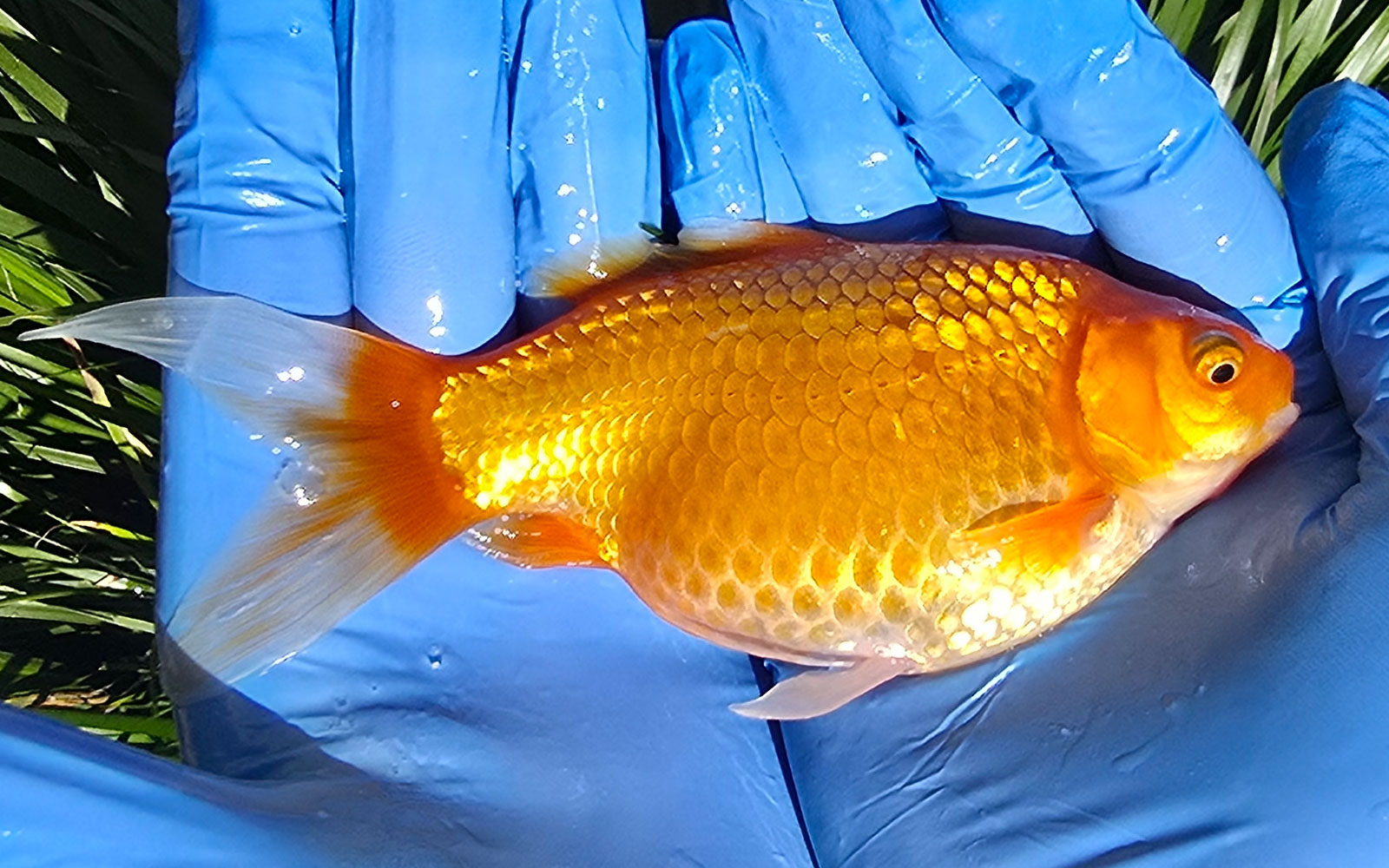 Red Comet (12cm+)