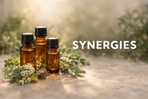 vers page synergies du Québec