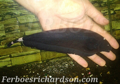Begini cara budidaya ikan black ghost yang baik bagi pemula · gunakan kolam khusus atau bisa memanfaatkan bak fiber dengan ukuran 2,5 x 1,5 x 0,5 . Perawatan Ikan Black Ghost Ferboes Com