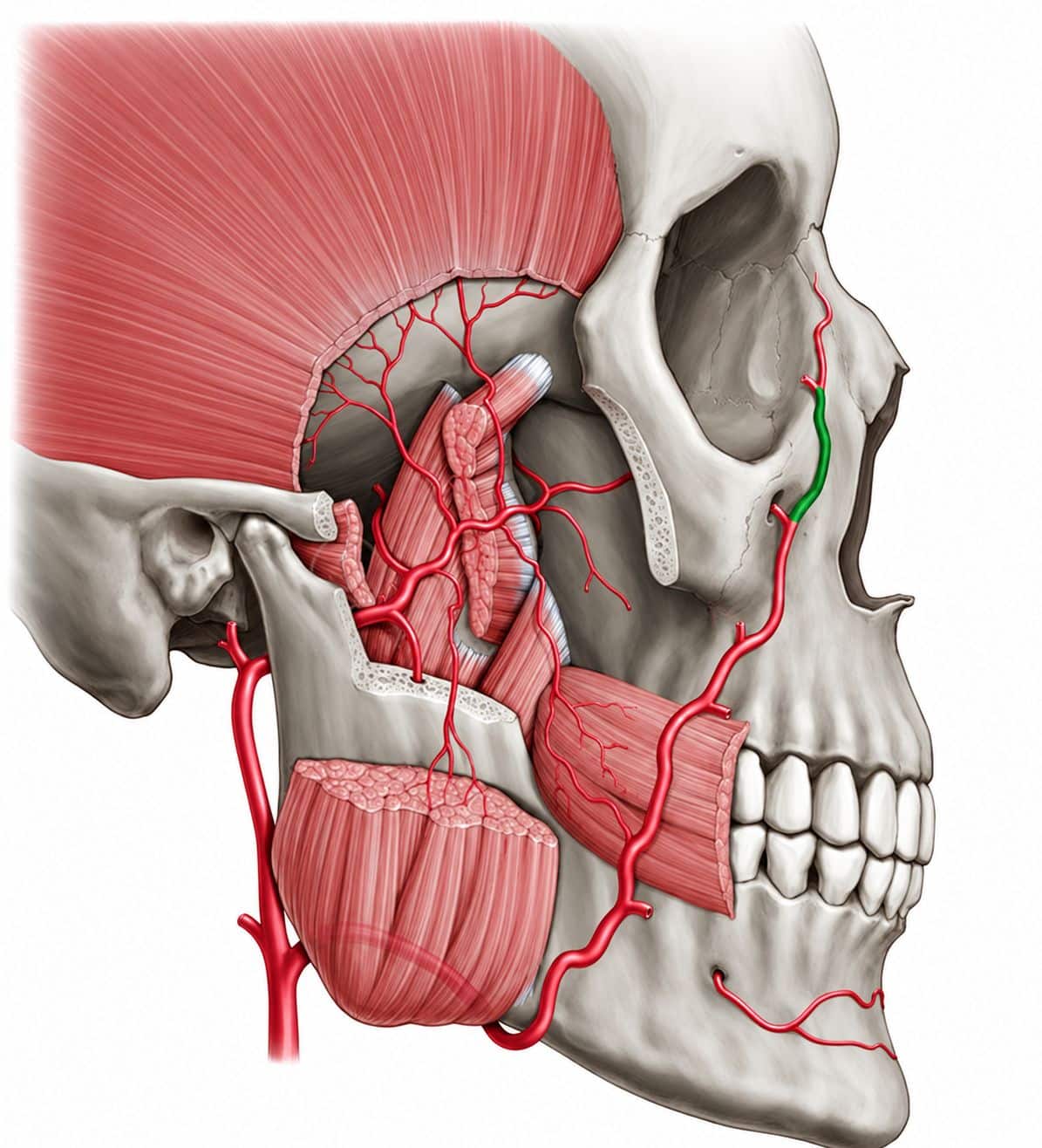 Variabilità delle arterie del volto: uno studio anatomico e le sue implicazioni per la pratica clinica