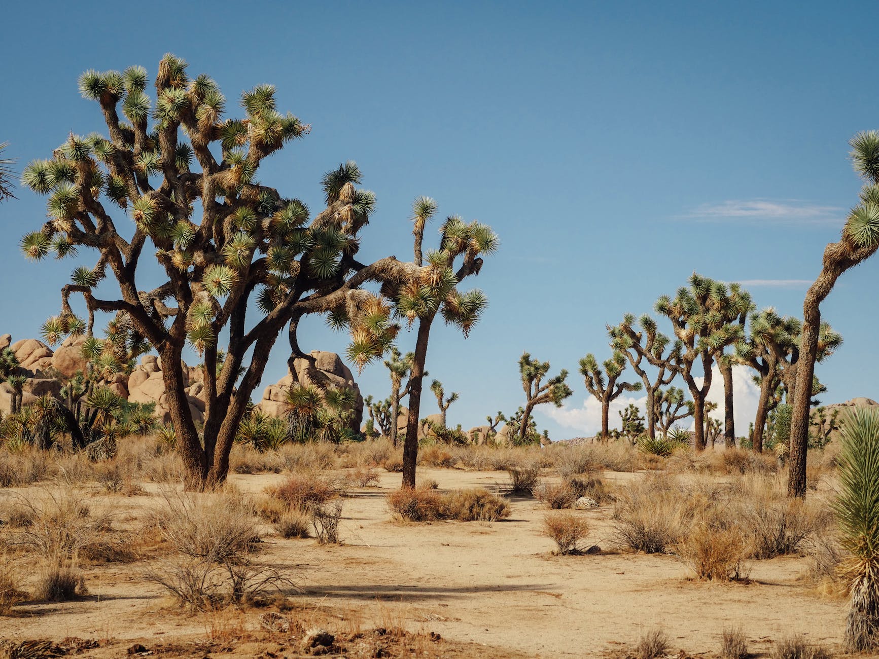 joshua trees on a desert