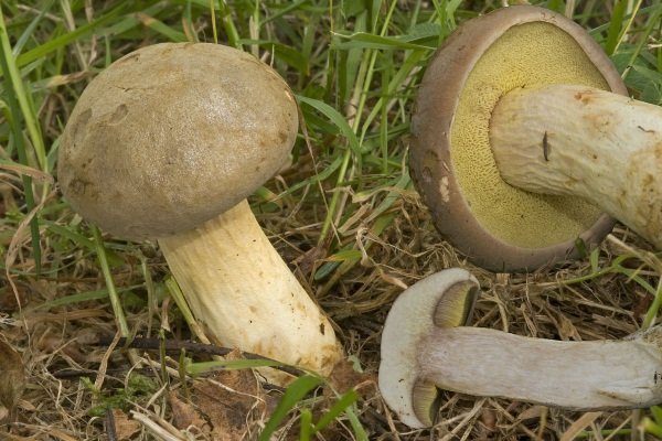 Как готовить желто бурые моховики. Моховик желто-бурый. Как выглядит желто-бурый моховик
