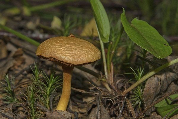 Как готовить желто бурые моховики. Моховик желто-бурый. Как выглядит желто-бурый моховик