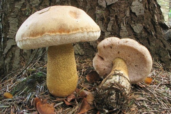 Как готовить желто бурые моховики. Моховик желто-бурый. Как выглядит желто-бурый моховик