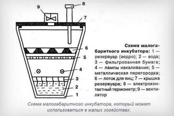 Инкубатор для выведения перепелов. Нужен ли инкубатор для перепелов в домашних условиях? Инкубатор для перепелов из ведра