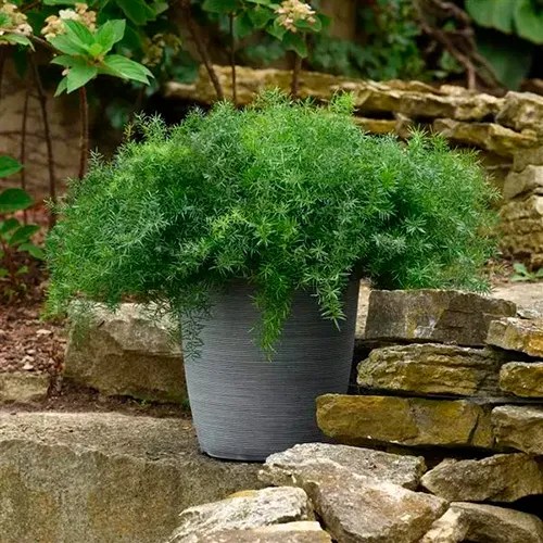 Asparagus 'FuzzyFern™ Frizz'