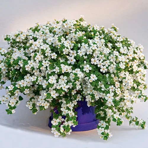 Bacopa 'Taifun™ Mega White'